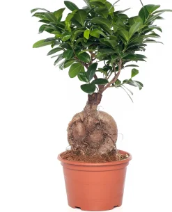 New Chinesische Feige (Ficus microcarpa 'Ginseng') D 15 cm H 40 cm Grünpflanzen|Bonsai