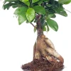 Online Chinesische Feige (Ficus microcarpa 'Ginseng') D 12 cm H 35 cm Bonsai|Grünpflanzen