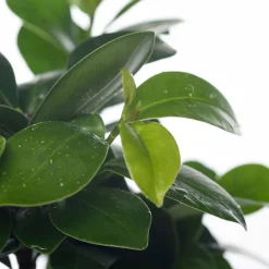 Online Chinesische Feige (Ficus microcarpa 'Ginseng') D 12 cm H 35 cm Bonsai|Grünpflanzen