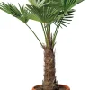 Chinesische Hanfpalme (Trachycarpus fortunei) D 34 H 100 cm Immergrüne Pflanzen|Winterharte Pflanzen