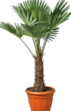 Chinesische Hanfpalme (Trachycarpus fortunei) D 34 H 100 cm Immergrüne Pflanzen|Winterharte Pflanzen