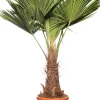 Online Chinesische Hanfpalme (Trachycarpus fortunei) D 36 H 150 cm Winterharte Pflanzen|Palmen