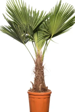 Online Chinesische Hanfpalme (Trachycarpus fortunei) D 36 H 150 cm Winterharte Pflanzen|Palmen
