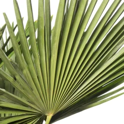 Online Chinesische Hanfpalme (Trachycarpus fortunei) D 36 H 150 cm Winterharte Pflanzen|Palmen