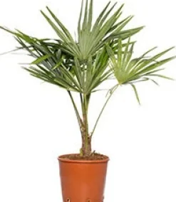 New Chinesische Hanfpalme (Trachycarpus fortunei) D 10 H 60 cm Palmen