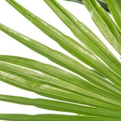 New Chinesische Hanfpalme (Trachycarpus fortunei) D 10 H 60 cm Palmen