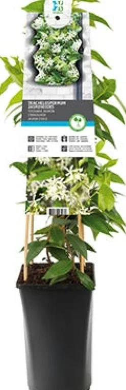 Clearance Chinesischer Jasmin (Trachelospermum jasminoides) D 21 H 150 cm Blühende Pflanzen|Kletterpflanzen