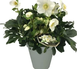 New Christrose (Helleborus niger) D 15 H 35 cm Blühende Pflanzen|Immergrüne Pflanzen