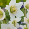 Outlet Christrose (Helleborus niger) D 11 H 30 cm Pflanzen Für Schatten|Mehrjährige Pflanzen