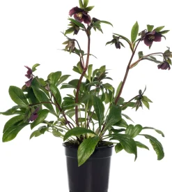 Sale Christrose (Helleborus orientalis 'Vic Victoria') D 17 H 45 cm Blühende Pflanzen|Winterharte Pflanzen