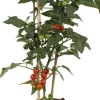 New Cocktailtomate (Solanum lycopersicum) D 14 H 50 cm Obst, Gemüse & Kräuter|Gemüsepflanzen
