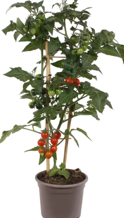New Cocktailtomate (Solanum lycopersicum) D 14 H 50 cm Obst, Gemüse & Kräuter|Gemüsepflanzen