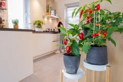 New Cocktailtomate (Solanum lycopersicum) D 14 H 50 cm Obst, Gemüse & Kräuter|Gemüsepflanzen