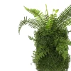 Discount Countryfield Kunstpflanze Farne auf Teller 9 x 22 x 40 cm Kunstpflanzen