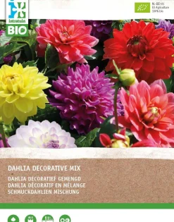 Online Dahlie (Dahlia) (BIO) Blumenzwiebeln gemischt 4 St. Sommer-Blüher|Blumenzwiebeln