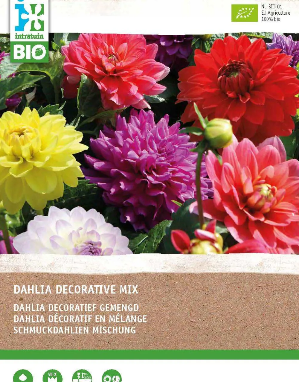 Online Dahlie (Dahlia) (BIO) Blumenzwiebeln gemischt 4 St. Sommer-Blüher|Blumenzwiebeln