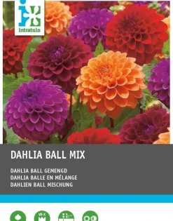 Sale Dahlie (Dahlia) Blumenzwiebeln 3 St. Sommer-Blüher|Blumenzwiebeln