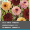 Sale Dahlie (Dahlia 'Coffee') Blumenzwiebeln gemischt 3 St. Sommer-Blüher|Blumenzwiebeln