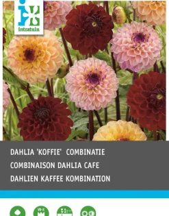 Sale Dahlie (Dahlia 'Coffee') Blumenzwiebeln gemischt 3 St. Sommer-Blüher|Blumenzwiebeln