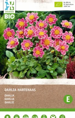 New Dahlie (Dahlia 'Hartenaas') (BIO) Blumenzwiebel Sommer-Blüher|Blumenzwiebeln
