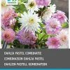 Online Dahlie (Dahlia 'Pastel') Blumenzwiebeln gemischt 3 St. Sommer-Blüher|Blumenzwiebeln