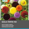Dahlie (Dahlia pompon) Blumenzwiebeln 5 St. Sommer-Blüher|Blumenzwiebeln