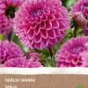 Discount Dahlie (Dahlia Sandra) (BIO) Blumenzwiebel 1 St. Sommer-Blüher|Blumenzwiebeln