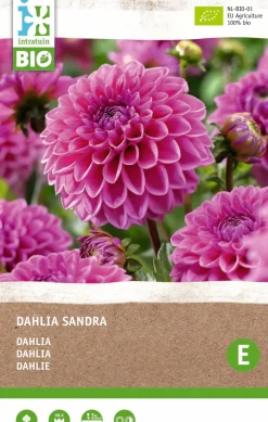 Discount Dahlie (Dahlia Sandra) (BIO) Blumenzwiebel 1 St. Sommer-Blüher|Blumenzwiebeln