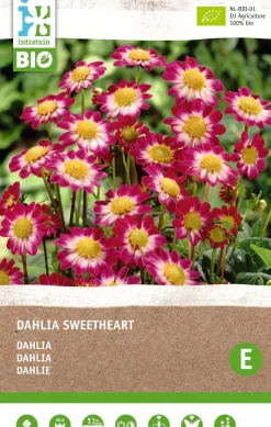 Discount Dahlie (Dahlia 'Sweetheart') (BIO) Blumenzwiebeln Sommer-Blüher|Blumenzwiebeln