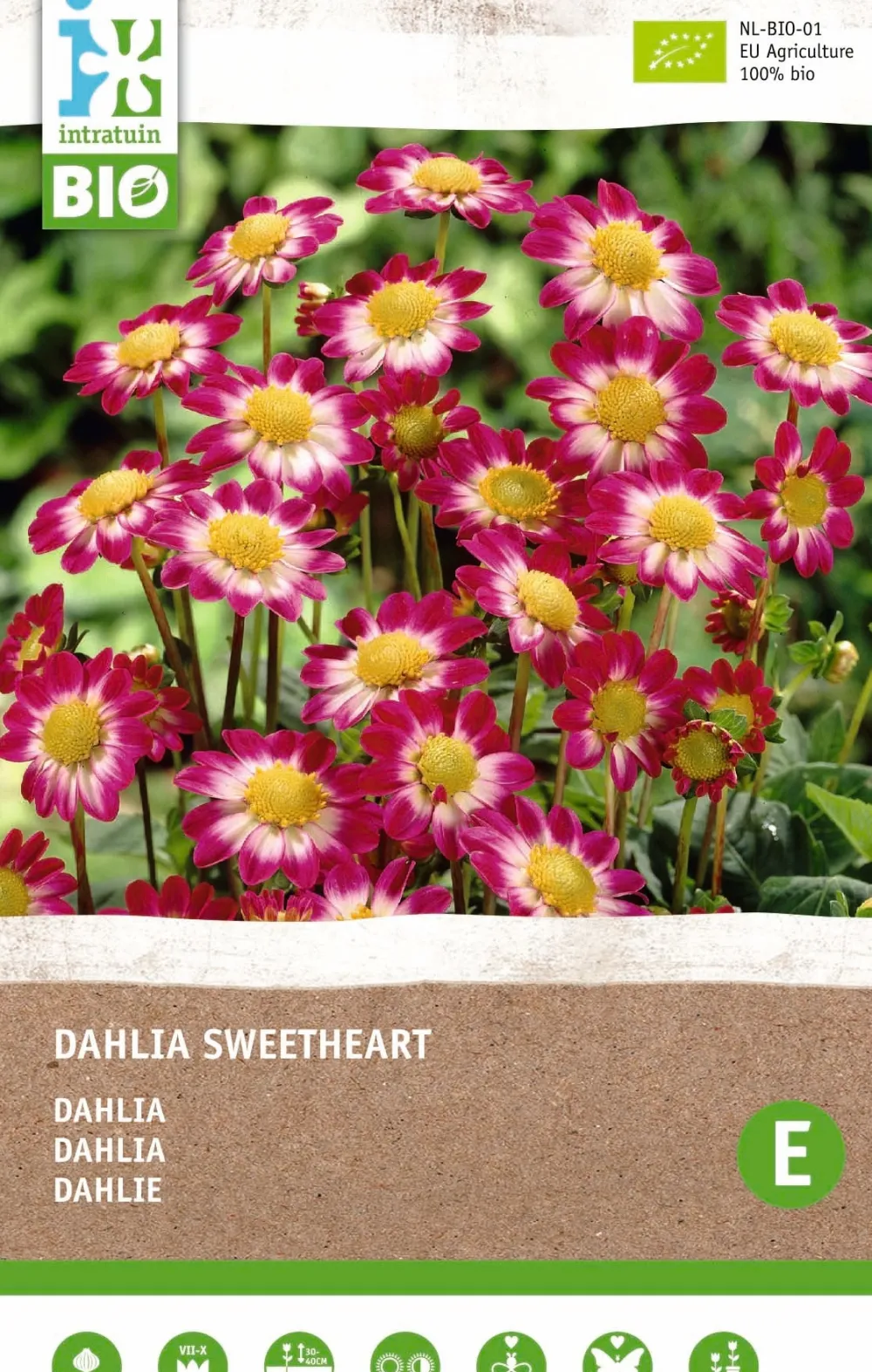 Discount Dahlie (Dahlia 'Sweetheart') (BIO) Blumenzwiebeln Sommer-Blüher|Blumenzwiebeln