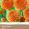 New Dahlie (Dahlia 'Sylvia') (BIO) Blumenzwiebel Sommer-Blüher|Blumenzwiebeln