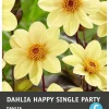 Best Dahlie einblütig (Dahlia 'Happy Single Party') Blumenzwiebel Sommer-Blüher|Blumenzwiebeln