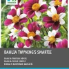 Outlet Dahlie einblütig (Dahlia 'Twyning's Smartie') Blumenzwiebeln 5 St. Sommer-Blüher|Blumenzwiebeln