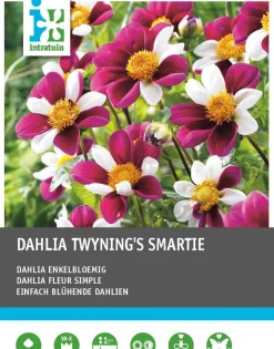 Outlet Dahlie einblütig (Dahlia 'Twyning's Smartie') Blumenzwiebeln 5 St. Sommer-Blüher|Blumenzwiebeln