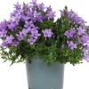 Best Dalmatiner Glockenblume (Campanula portenschlagiana 'Ambella Lavender') D 12 H 25 cm Blühende Pflanzen|Mehrjährige Pflanzen