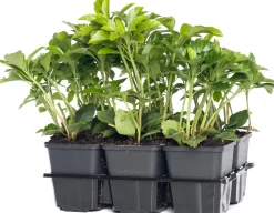 Sale Dickmännchen (Pachysandra terminalis) Pflanzen Für Schatten|Immergrüne Pflanzen