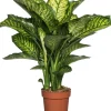 Discount Dieffenbachie (Dieffenbachia seguine 'Maroba') D 21 H 90 cm Große Pflanzen|Grünpflanzen
