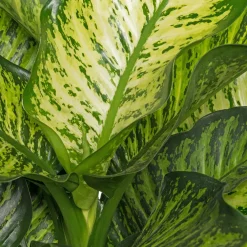 Discount Dieffenbachie (Dieffenbachia seguine 'Maroba') D 21 H 90 cm Große Pflanzen|Grünpflanzen