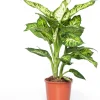 Online Dieffenbachie (Dieffenbachia 'Sublime') D 17 H 65 cm Grünpflanzen|Dieffenbachia