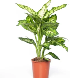 Online Dieffenbachie (Dieffenbachia 'Sublime') D 17 H 65 cm Grünpflanzen|Dieffenbachia