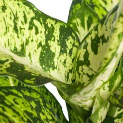 Online Dieffenbachie (Dieffenbachia 'Sublime') D 17 H 65 cm Grünpflanzen|Dieffenbachia