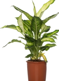 Sale Dieffenbachie (Dieffenbachia 'Summer Style') D 17 H 60 cm Grünpflanzen|Dieffenbachia