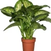 Online Dieffenbachie (Dieffenbachia seguine 'Reeva') D 24 H 80 cm Grünpflanzen|Dieffenbachia