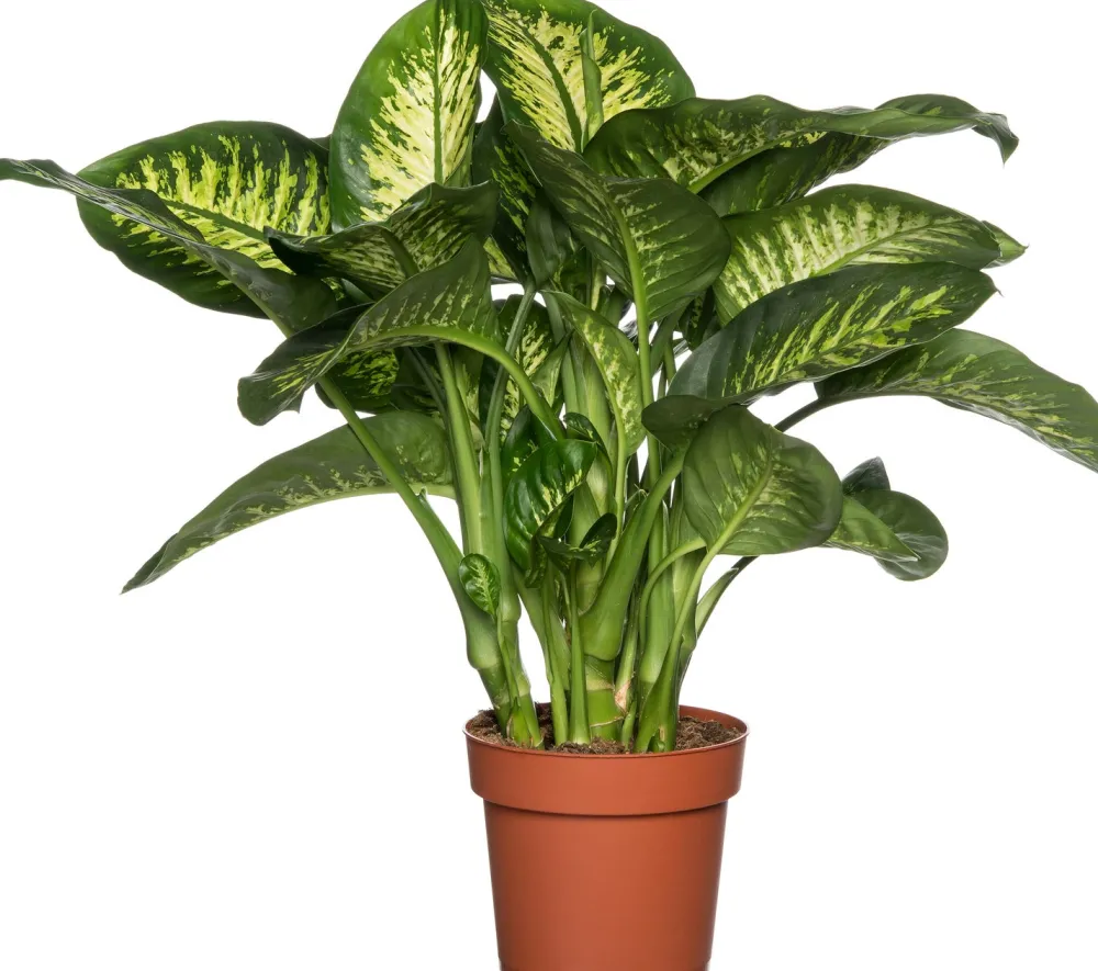 Online Dieffenbachie (Dieffenbachia seguine 'Reeva') D 24 H 80 cm Grünpflanzen|Dieffenbachia