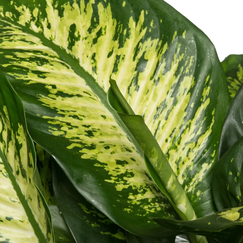 Online Dieffenbachie (Dieffenbachia seguine 'Reeva') D 24 H 80 cm Grünpflanzen|Dieffenbachia