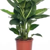 Online Dieffenbachie (Dieffenbachia 'Green Magic') D 17 H 65 cm Grünpflanzen|Dieffenbachia