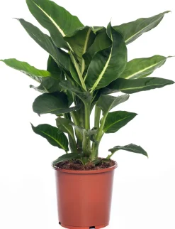 Online Dieffenbachie (Dieffenbachia 'Green Magic') D 17 H 65 cm Grünpflanzen|Dieffenbachia