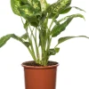 New Dieffenbachie (Dieffenbachia 'Compacta') D 17 H 60 cm Grünpflanzen|Dieffenbachia
