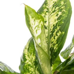 New Dieffenbachie (Dieffenbachia 'Compacta') D 17 H 60 cm Grünpflanzen|Dieffenbachia