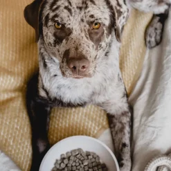 Outlet District 70 Hundenapf Bamboo L beige D 21 H 6,3 cm 1600 ml Futternäpfe & Trinknäpfe|Futternäpfe & Trinknäpfe